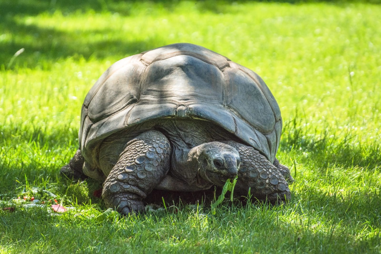 Džinovske kornjače na Sejšelima u prirodnom staništu na atolu Aldabra.