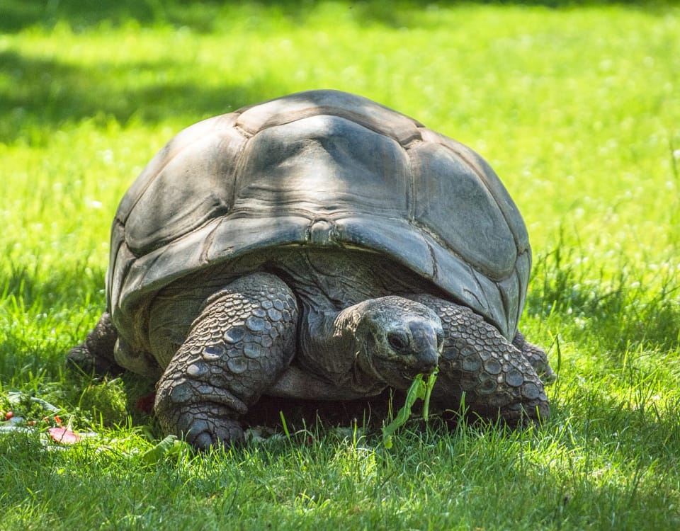 Džinovske kornjače na Sejšelima u prirodnom staništu na atolu Aldabra.